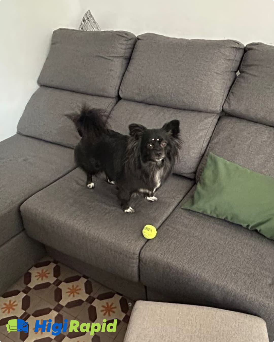 Sofa Cleaning in Homes with Dogs and Cats